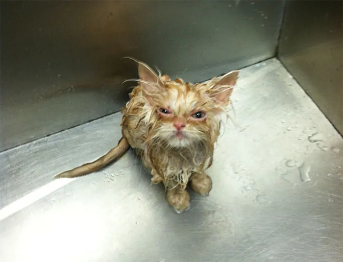 30 Angry Kittens Who Demand To Be Taken Seriously Right Meow