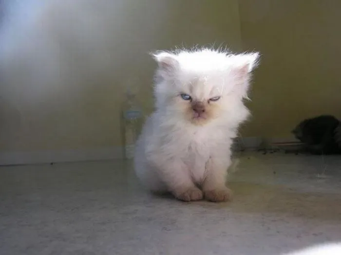 30 Angry Kittens Who Demand To Be Taken Seriously Right Meow