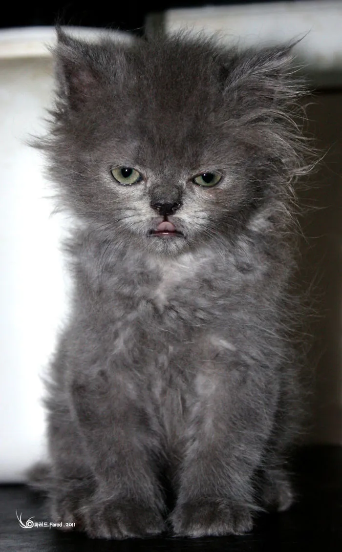 30 Angry Kittens Who Demand To Be Taken Seriously Right Meow