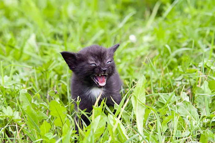 30 Angry Kittens Who Demand To Be Taken Seriously Right Meow