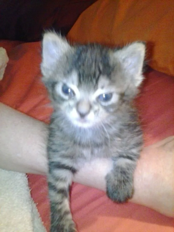 10+ Gatitos enfadados que exigen ser tomados en serio ahora miausmo