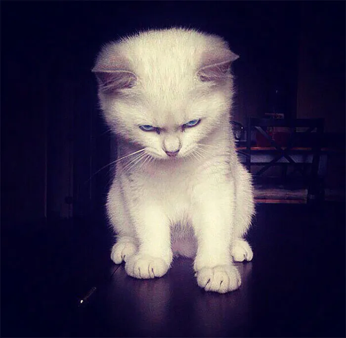 30 Angry Kittens Who Demand To Be Taken Seriously Right Meow