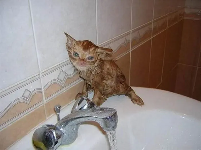 30 Angry Kittens Who Demand To Be Taken Seriously Right Meow