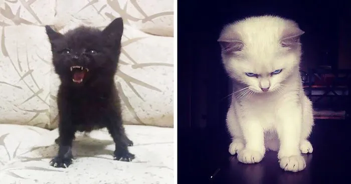 30 Angry Kittens Who Demand To Be Taken Seriously Right Meow