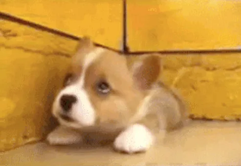 The Best Corgi Gifs!