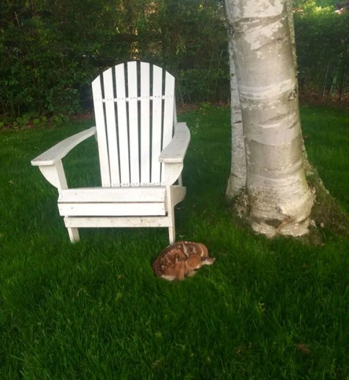Saw This Little Guy While Working On Lawns This Morning