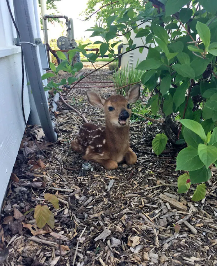 Found This Little Guy Sitting Outside My Front Door This Morning
