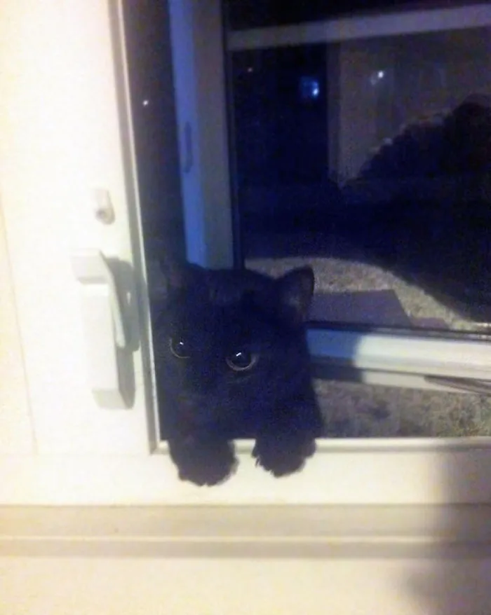 Had My Window Open To Have A Smoke When I Suddenly Heard Meowing. Turned Around To See This Guy