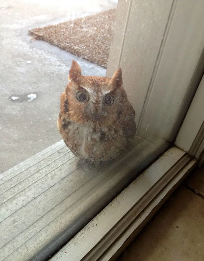 Escuché un golpecito en la ventana y...