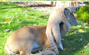50 Animals Who Came To Say 'Hi', And Melted Everyone's Hearts