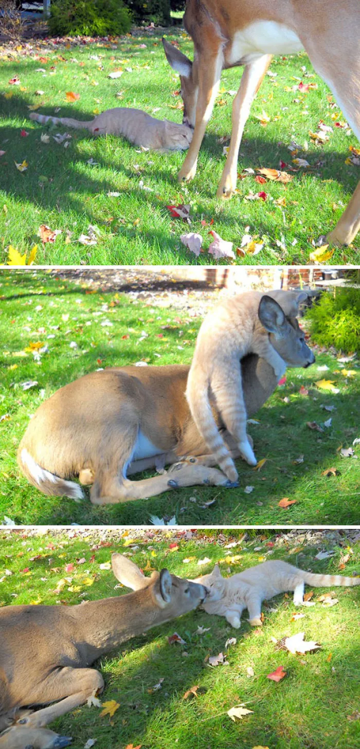 A Deer Visits This Cat Every Morning In Harrisburg, Pennsylvania