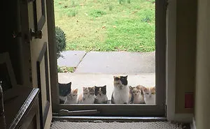 50 Animals Who Came To Say 'Hi', And Melted Everyone's Hearts