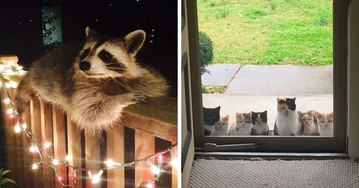 10+ Animales que pasaron a saludar y nos robaron el corazón
