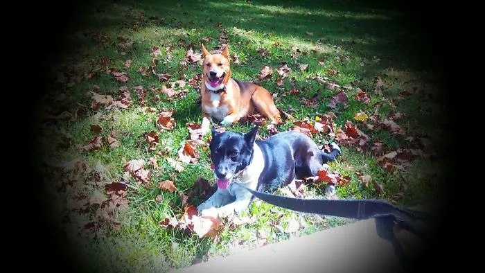 Furry Children