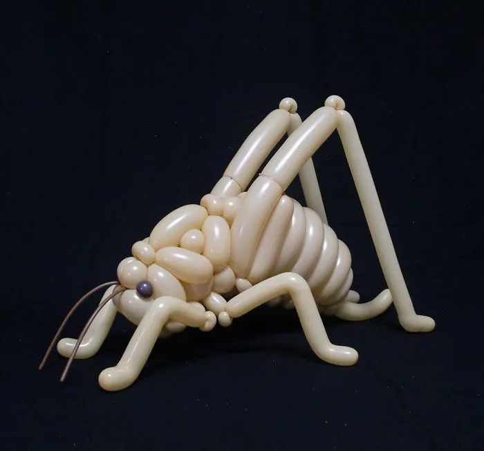 Camel Cricket 