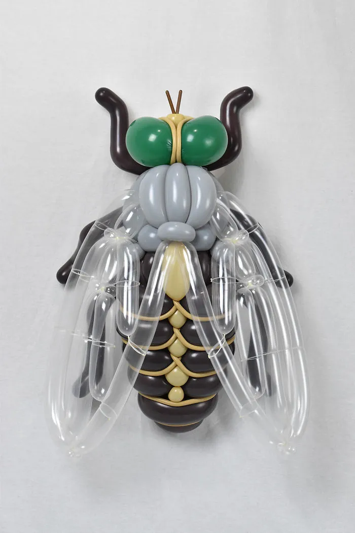 House Fly