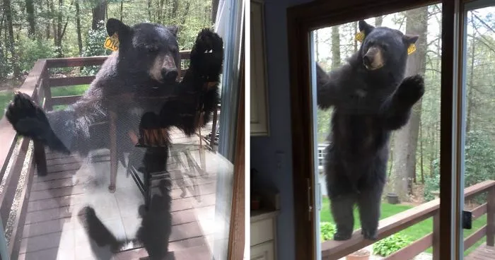 Bear Smells Brownies, Tries To Get Inside