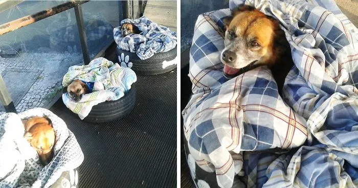 Bus Station Comes Up With A Brilliant Solution To Help Stray Dogs Escape The Cold