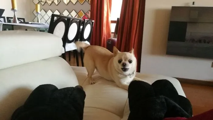 Hilarous Spins Of A Chihuahua