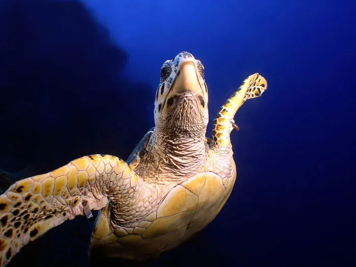 Hawksbill Sea Turtle