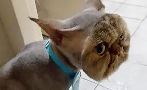 Owner Surprised After Taking Her Cat To A Groomer