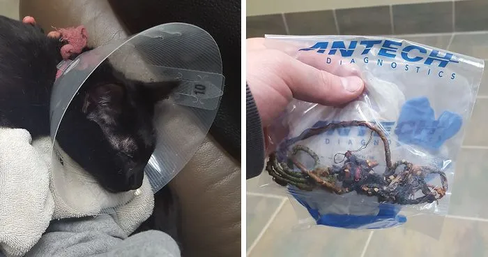 "Kitten Owners, Don't Make The Same Mistake I Did"
