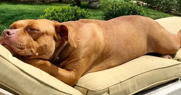Abused Dog Who Spent 8 Years Sleeping On Concrete Floor In Basement Gets All The Beds She Wants