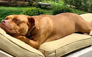 Abused Dog Who Spent 8 Years Sleeping On Concrete Floor In Basement Gets All The Beds She Wants
