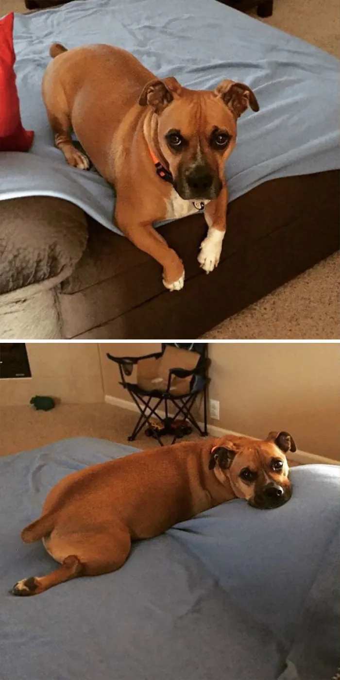 Corgi + Boxer
