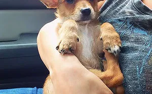40 Times Corgis Mixed With Other Breeds, And The Result Was Absolutely Pawsome