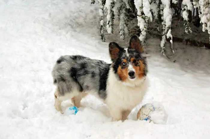 Corgi + Australian Shepherd