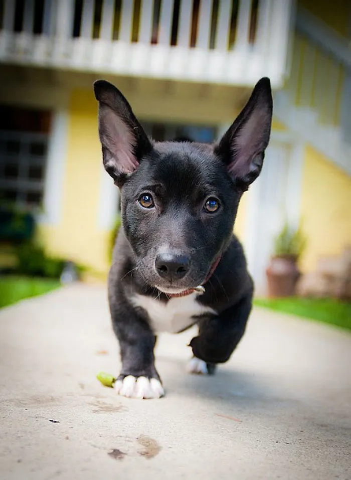 Corgi + Labrador Retriever