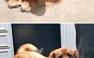 40 Times Corgis Mixed With Other Breeds, And The Result Was Absolutely Pawsome