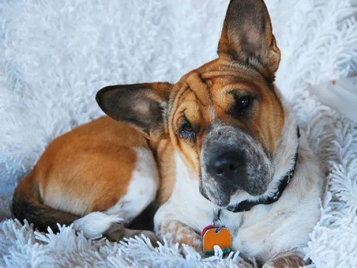 Corgi + Shar-Pei
