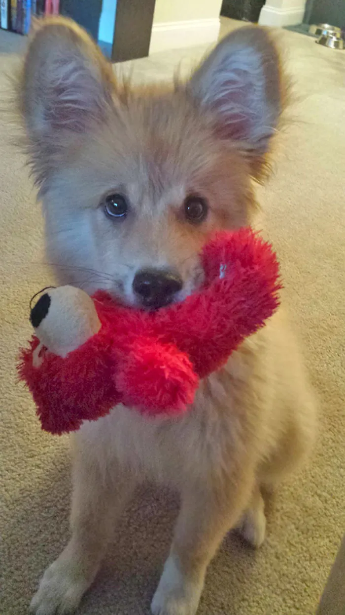 Corgi + Golden Retriever