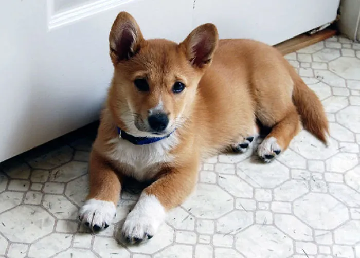 Corgi + Shiba Inu
