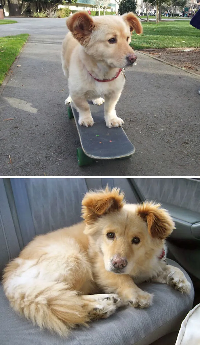 Corgi + Chow Chow