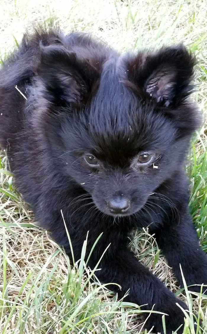 Corgi + Pomeranian