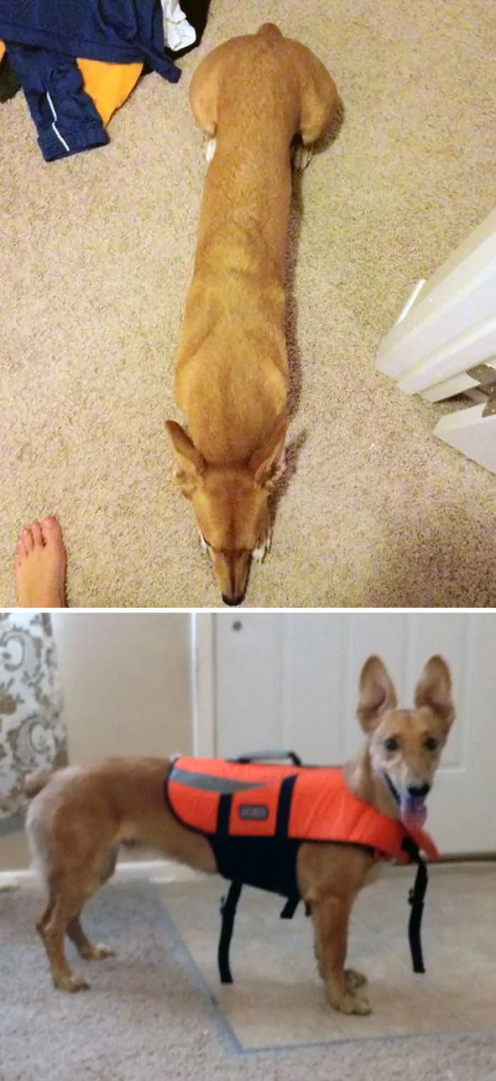 Corgi + Galgo Inglés