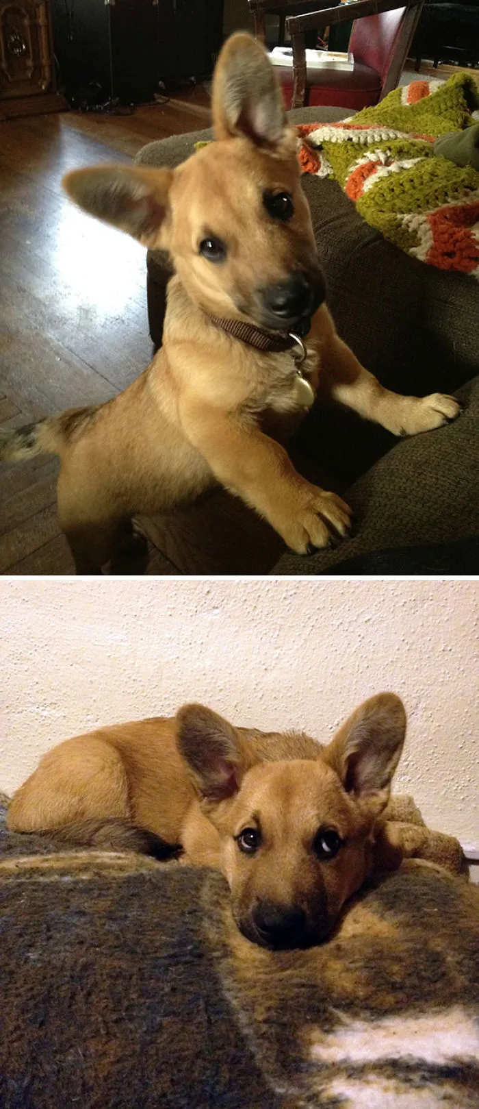 Corgi + Pastor Alemán