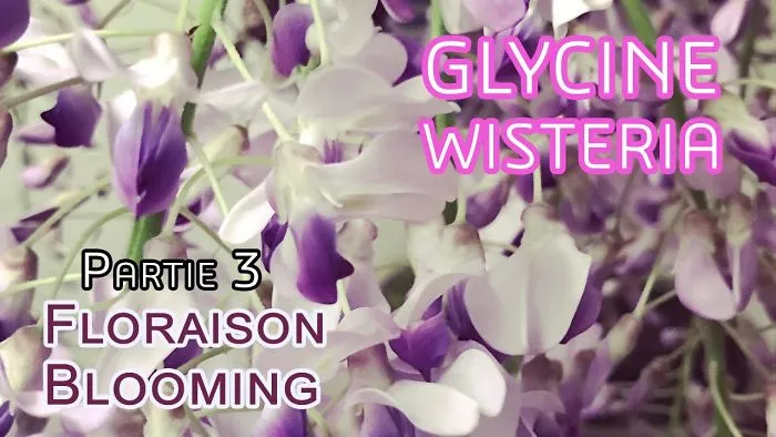 I Timelapsed My Wisteria Bonsai And The Result Is A Huge Surpise Of Liveliness
