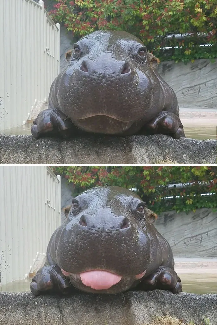 53 Baby Hippos That Will Make Everything Better