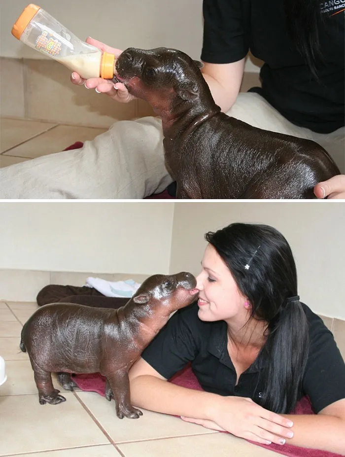 53 Baby Hippos That Will Make Everything Better