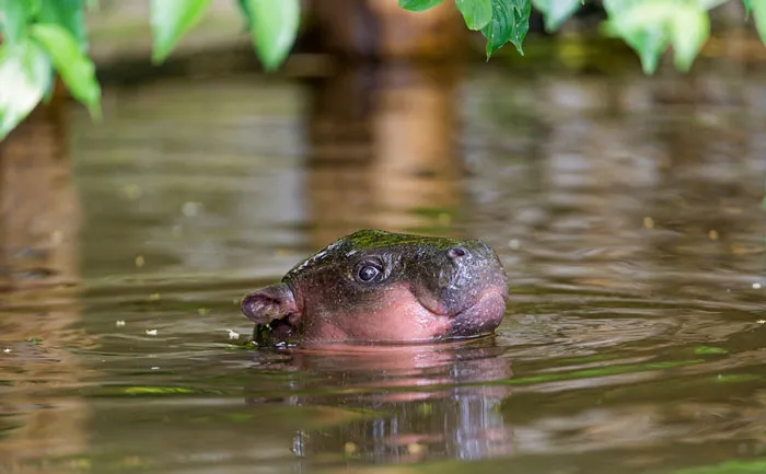 53 Baby Hippos That Will Make Everything Better
