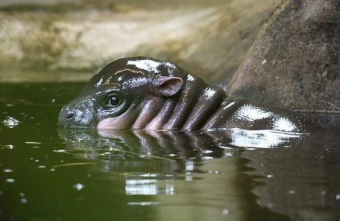 53 Baby Hippos That Will Make Everything Better