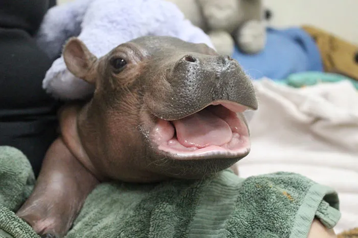53 Baby Hippos That Will Make Everything Better