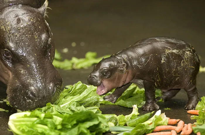 53 Baby Hippos That Will Make Everything Better