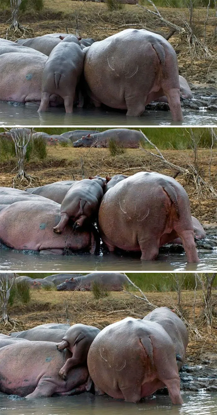 53 Baby Hippos That Will Make Everything Better