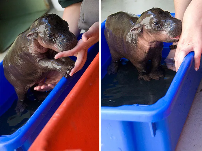 53 Baby Hippos That Will Make Everything Better
