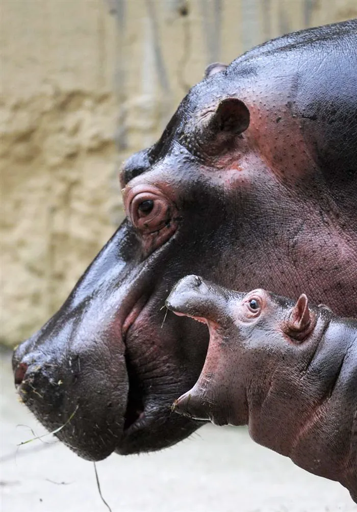 53 Baby Hippos That Will Make Everything Better